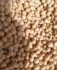 Bambara Nut