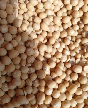 Bambara Nut
