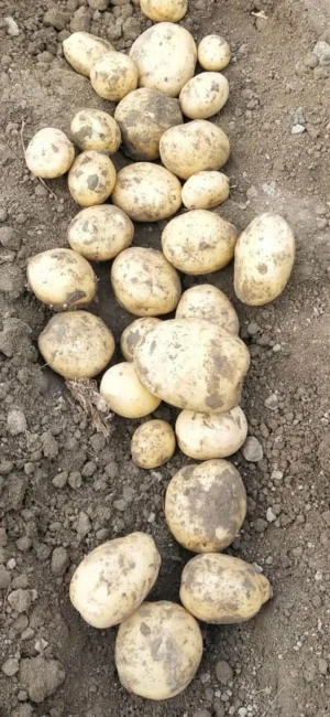 Table Potatoes Buy Fresh Table Potatoes from Ardlink (smc-pvt) Ltd, Pakistan ...