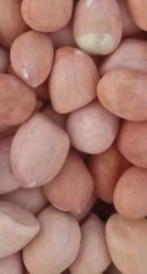 Raw Shelled Peanuts – High Purity | Sudan Origin | FOB Port Sudan