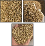 Barley Malt