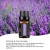 Import 100% Pure Lavender Essential Oil Therapeutic Grade Essential Oils 10ml, 15ml, 20ml from China