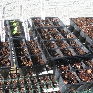12 Cell Seed Trays Seedling Starter Planting Trays