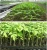Import 128 holes seedling starter trays, greenhouse grows trays from China