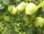 Import 2020 New China Fresh pears fruit from China