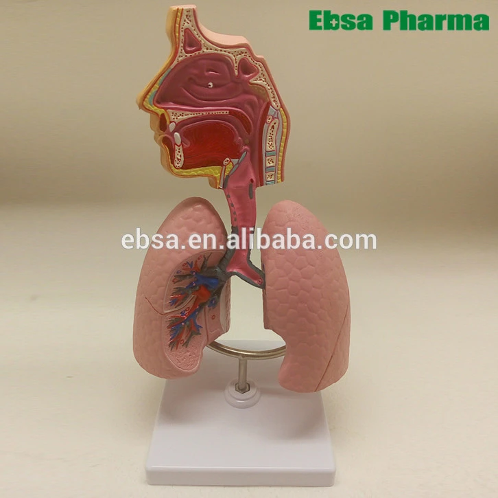 Advanced Medical Supplies Human Teaching Respiratory System Anatomical Model For Medical School