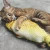 Import Amazon Hot Sale Floppy Pet Kicker Interactive Fish Cat Toy from China