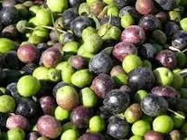Best and Good Quality fresh Olives Available