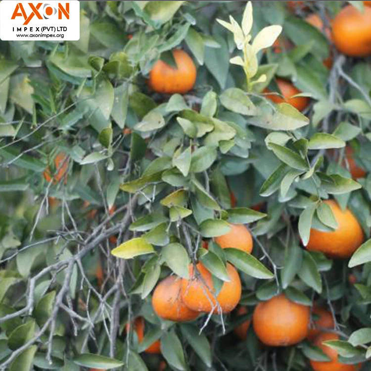 Best Quality Fresh Mandarin Orange Made In Pakistan with Low Price Clementine, Persmandarijn, Juicy mandarins MANDARIN FROM PAK