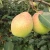 Best Quality Fresh Organic Crown Pear