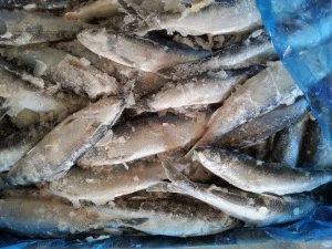 Best selling High quality seafood Block Shape Whole pacific Frozen canned herring fish