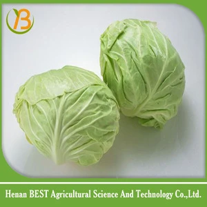 bulk fresh chinese cabbage/price cabbage chinese fresh
