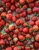 Import Buy Fresh Berries at Good Prices (wholesaler) from South Africa