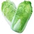 Import Cabbages Fresh Cabbage Vegetable from South Africa