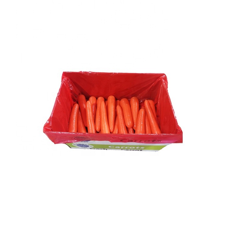Carrot fresh carrots newest crop cheap price in carton S M L professional export fresh carrot
