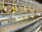 chicken feeder Other Animal Husbandry Equipment chicken coop types of livestock farming