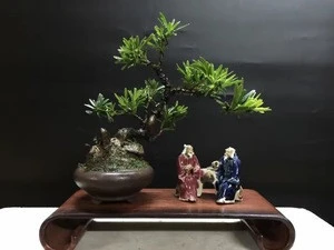 China Natural plant Podocarpus macrophyllus Mini bonsai tree