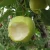 Import China Wholesale Delicious Fresh Farm Pear from China