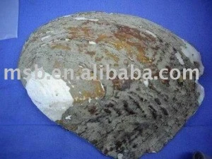 chinese freshwater mother pearl shell (trigonometry mussel)
