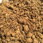 cotton seed meal