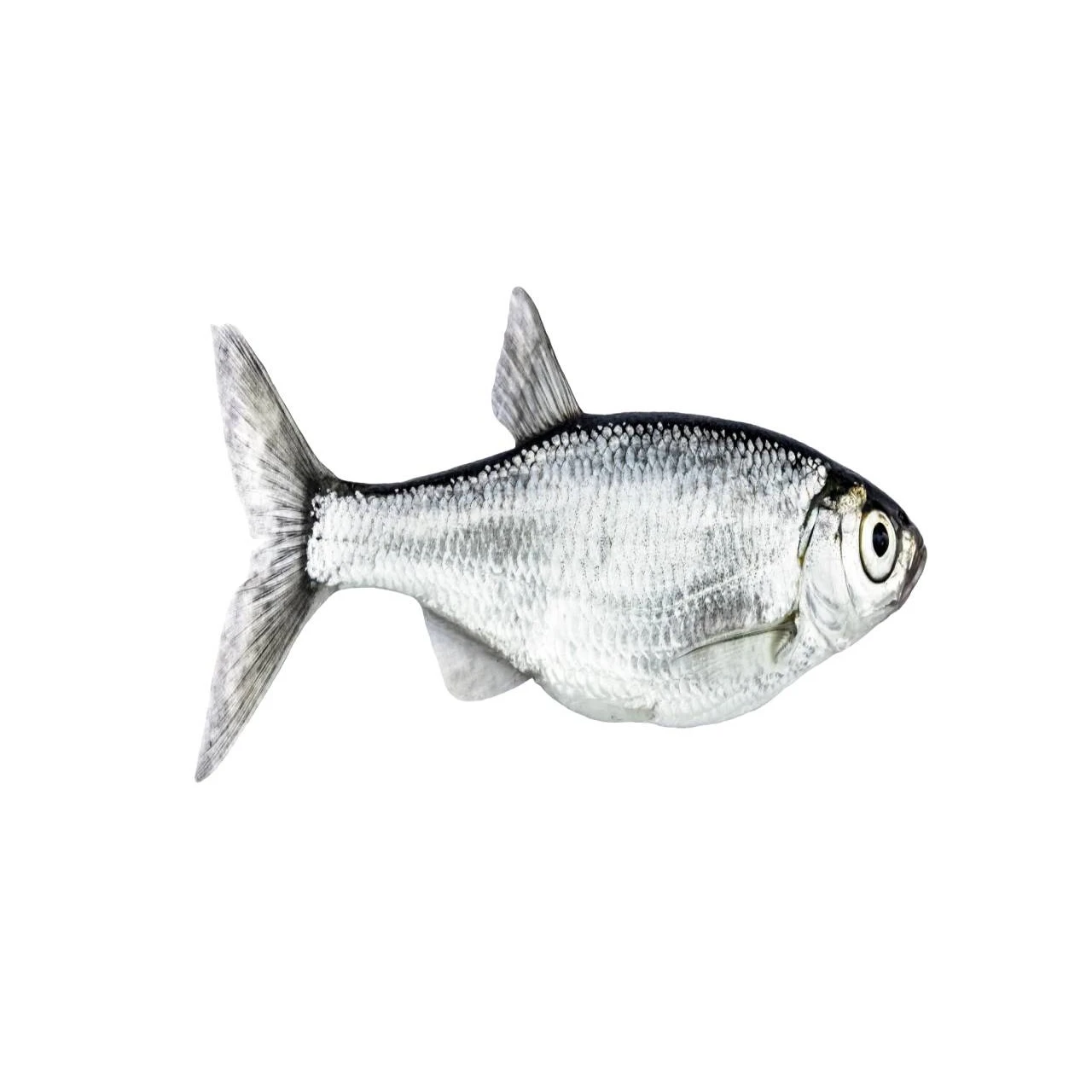 Different types of natural fish from manufacturer