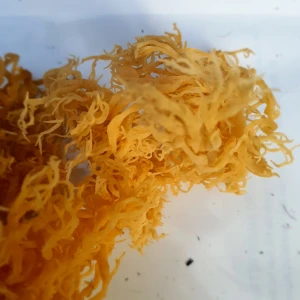 Dried irish moss/ sea moss clean - no salt