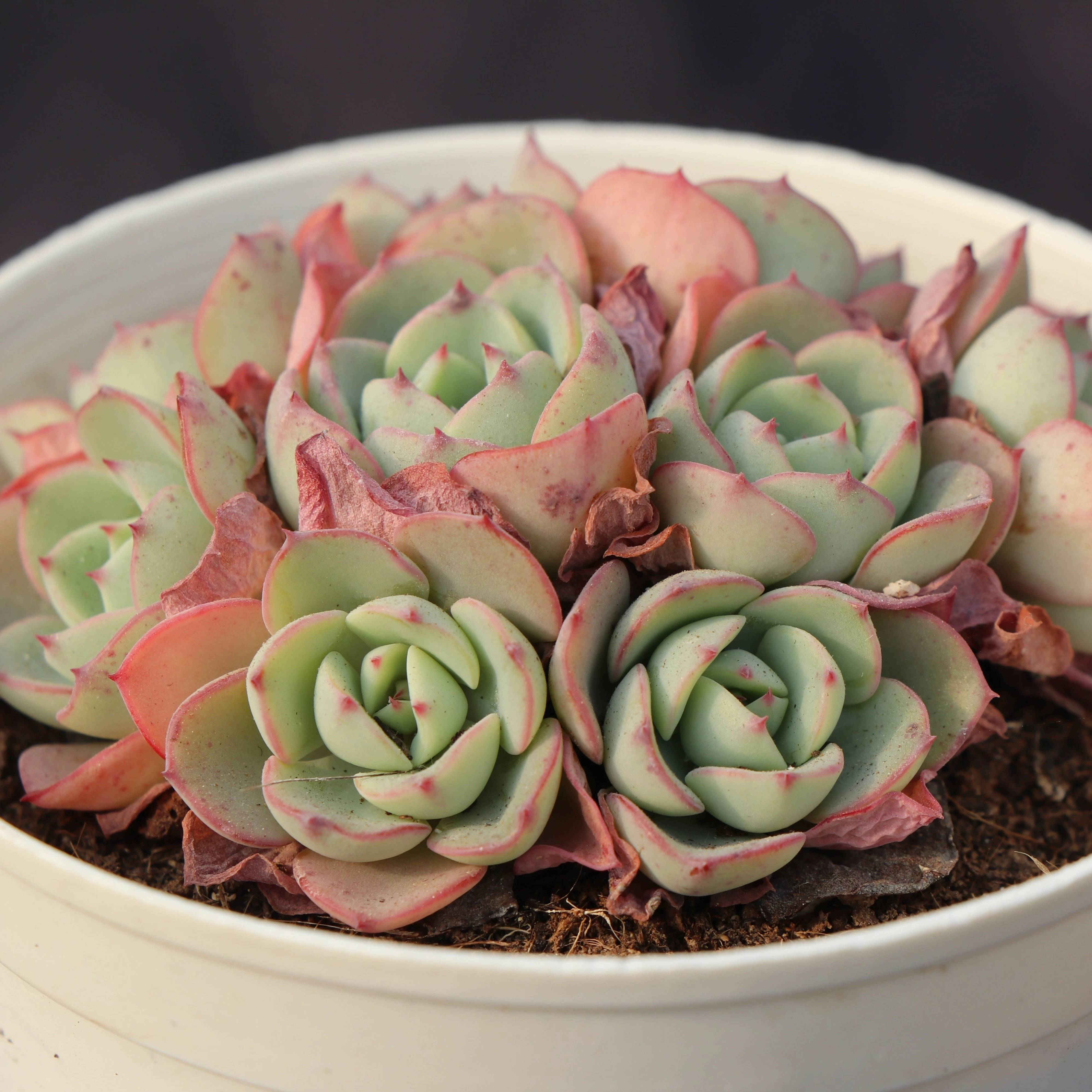 Easy-care live natural succulent plants with attractive price