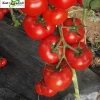 Excellent Red 2 Quality Heat Resistance Tomato Seeds Vegetable Seeds