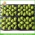 Export Price China New Crown Fresh Fruit Packham Pears