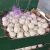 Factory Pure White Fresh Garlic cheap price 5.5cm size from China