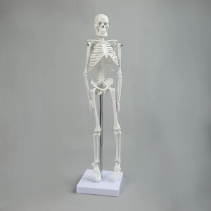 Factory selling 45cm PVC skeleton model educational teaching model