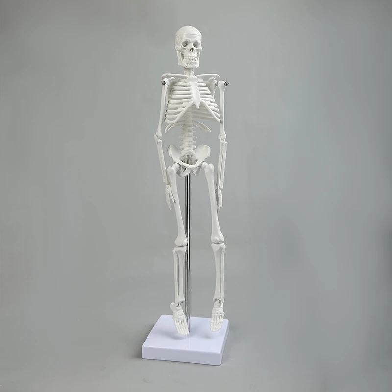 Factory selling 45cm PVC skeleton model educational teaching model