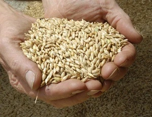 Feed barley For Animal Feed and Human Consumption