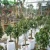 Import felt tree grow bag 15 gallon grow bag for garden usage from China