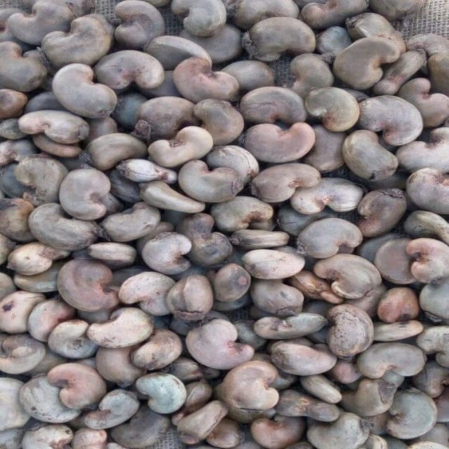 First Grab Raw Cashew Nuts in Africa