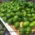 Import Fresh Avocados from Vietnam