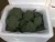 Import fresh broccoli for sale from Egypt