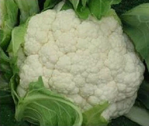Fresh Cauliflower With Best Quality Direct From Farm