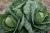 Import fresh egyptian cabbage high quality Class 1 from Egypt