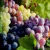 Import Fresh Fruit Grapes For Sale from Germany