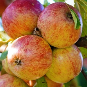Fresh Fuji Apple Fruit, red Fuji apples, fresh custard apple fruit/delicious apple fruit/mature apples fruit for Sale From China