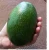 Import Fresh Hass Avocado Fresh Fruit from Peru from Brazil