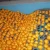 Import Fresh Mandarins for Sell from South Africa