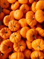 Fresh Pumpkins from Viet Nam