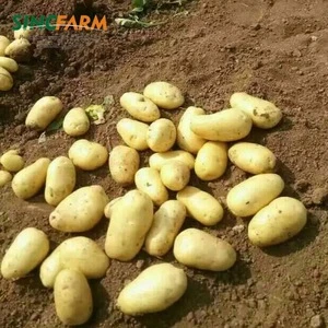 Fresh Shandong Potato 80-150g to Malaysia