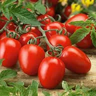 Fresh Tomatoes, Sweet Mediterranean Red Tomatoes, 2019 Harvest.