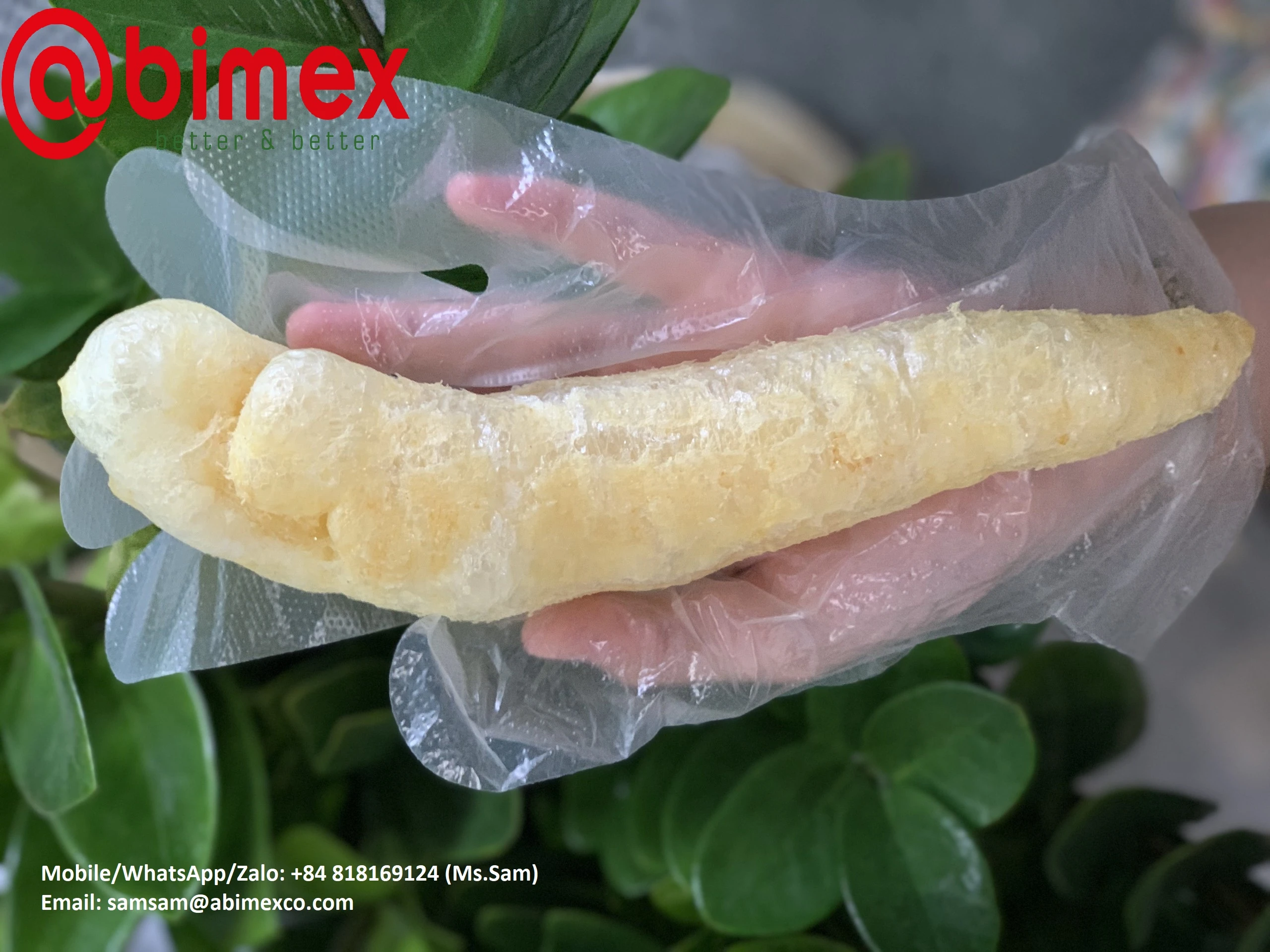 Buy Fried Dried Fish Maw / Swim Bladder With High Nutrients // Whatsapp