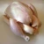 Import Frozen Whole Chicken /Chicken Feet paws/Fresh Chicken from China