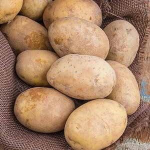 Grade AA Fresh Potato/Fresh Holland Potatoes