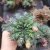 Import Gymnocalycium baldianum Wholesale cactus natural  plant live woody plants indoor cactus bonsai from China